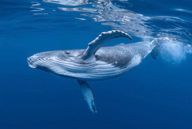 blue whale pictures facts