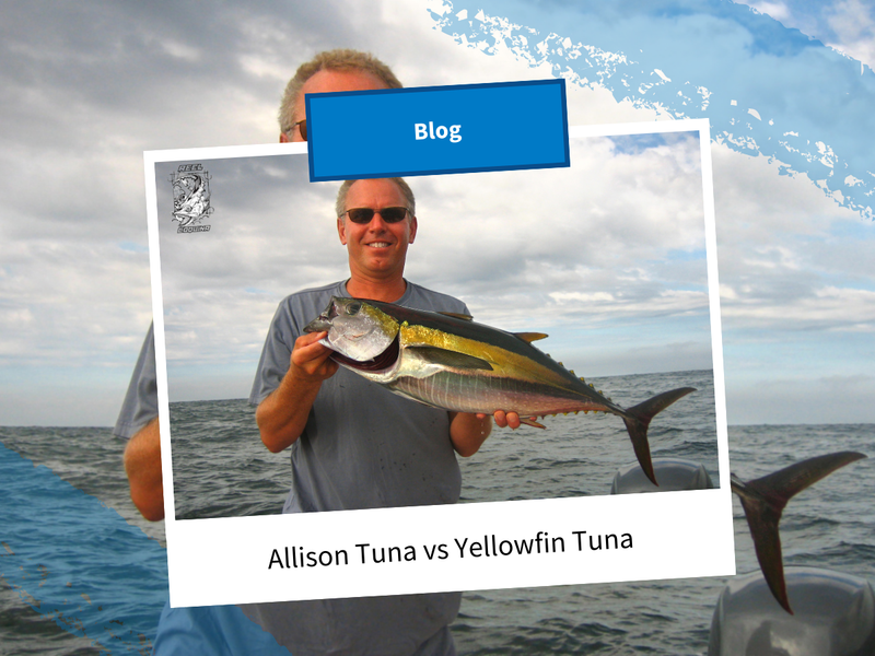 Allison Tuna vs Yellowfin Tuna