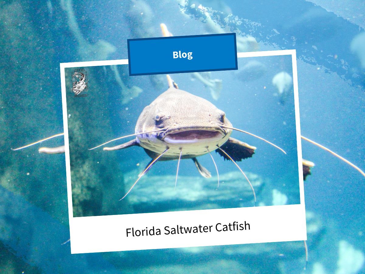 Florida Saltwater Catfish: Catching, Cooking, and Debunking the Trash