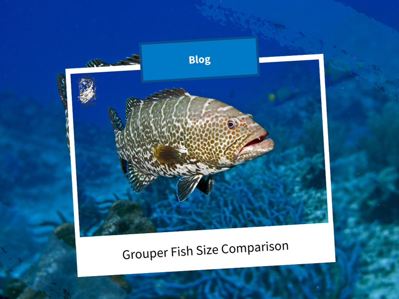 Grouper Fish Size Comparison