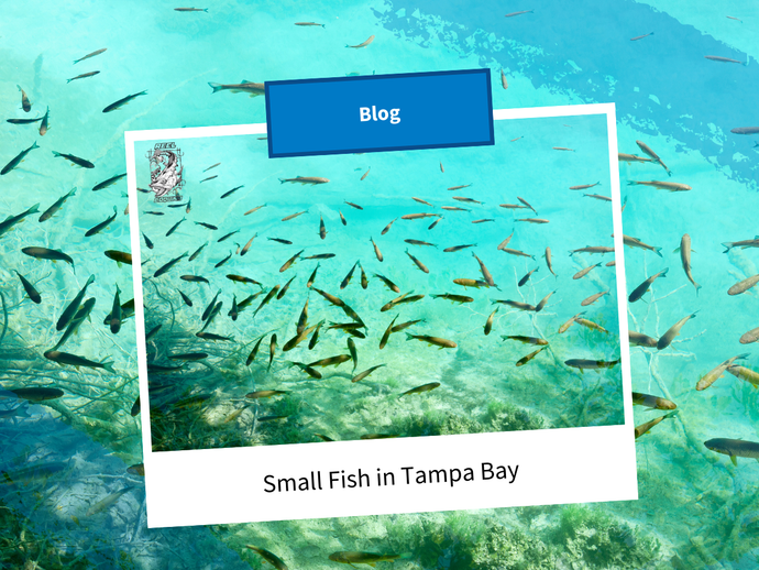 Small Fish in Tampa Bay