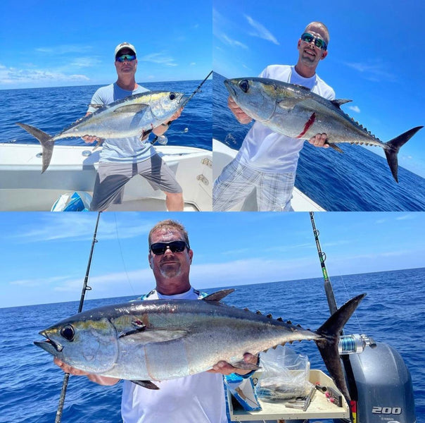 How to Catch Blackfin Tuna around Florida